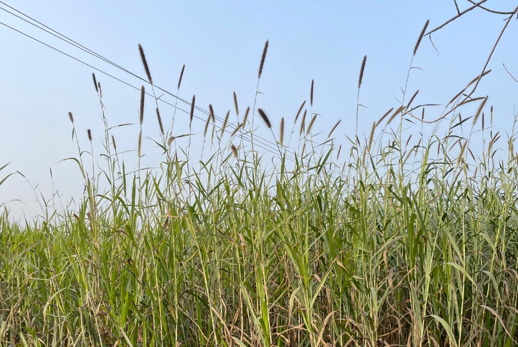 Haldhaara Grass